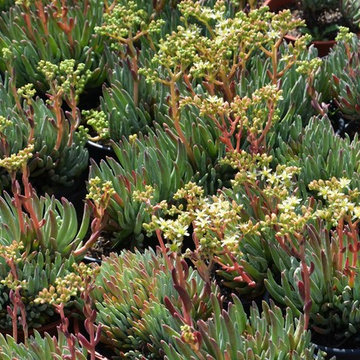 Dudleya hasseii / Liveforever