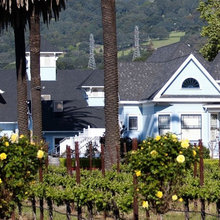 Vineyard