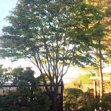 Asian Garden Pruning and Planting