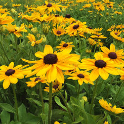 Current Featured Plants - Products