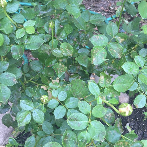 Help Roses Suddenly Covered In Brown Patches