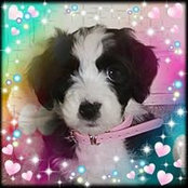 Dawn Waring McCaleb's photo