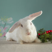 Foto von Loveal Tan