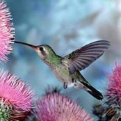 Marcy Kirsch's photo