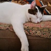Pam Errico's photo