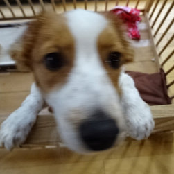 犬小屋　木製　オール無垢材使用でワンコも快適 - 犬小屋