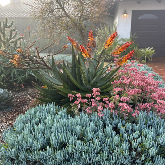 Winter Blooming Aloe in Palos Verdes Garden