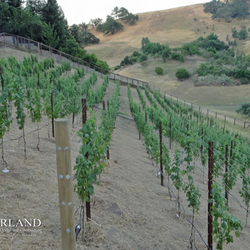 Danville, Saddleback Dr. 1,200 Vine Vineyard