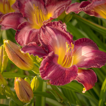Free Flowing Garden by the lake