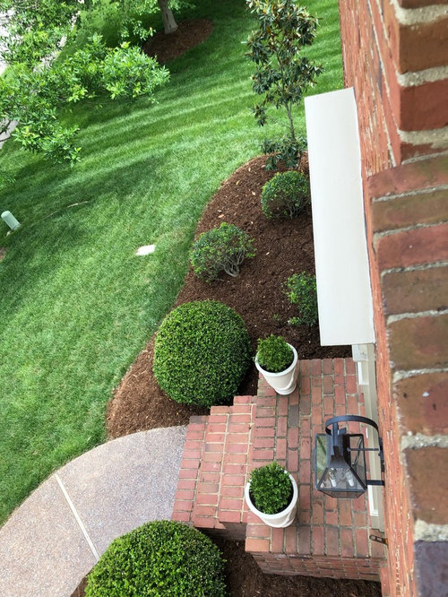 Need to replace bushes, looking for landscape advice