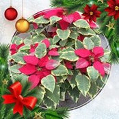 Debbie Smith's photo