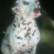 Dolly Dalmatian's photo