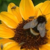 Carole Bowman's photo