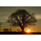 Connie Duplessis's photo