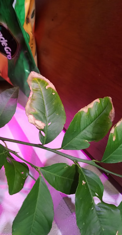 Meyer lemon tree dying?
