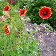 blanket flowers!