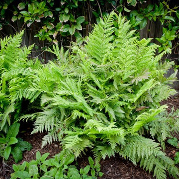 Swordfern
