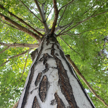 Maple Trim