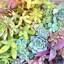 Living Wall
