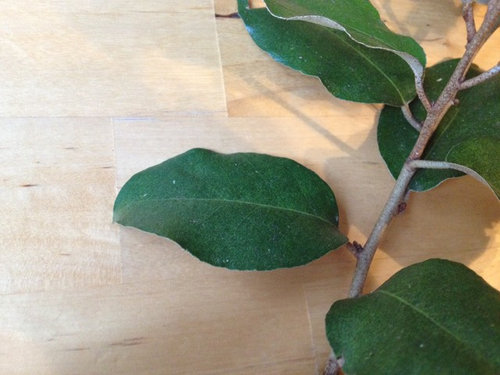 Please Help Me Id Evergreen Shrub With Silver Underside