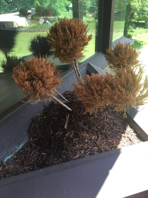 Mint Julep Pom Pom Help! THANKs