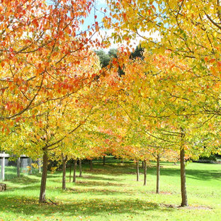 Photo of a traditional full sun garden for fall in Sydney.