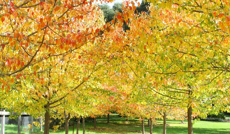 10 Trees That Will Add Autumn Colour to Your Garden