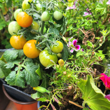 The Year of the Edible Gardens