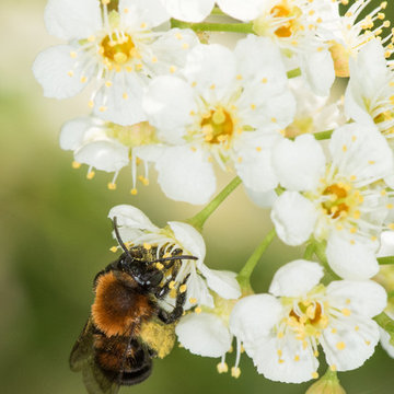 Chokecherry