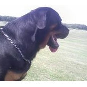 Steve Crawshaw's photo