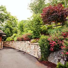 Linden front yard