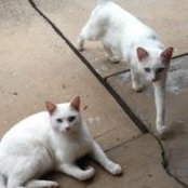 Phalyda Chan's photo