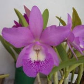 Elvira Carrera's photo