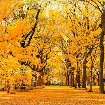 Photo behind acrylic of Central Park Autumn 1
