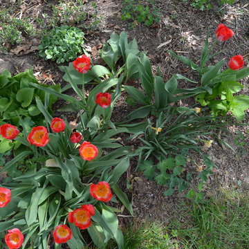 Tulips