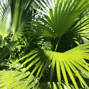 Chinese Fan Palm