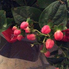 Plants