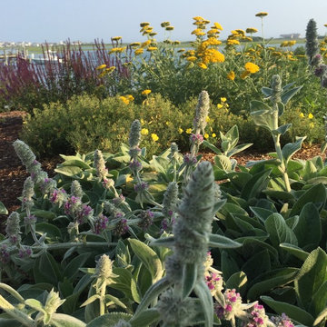 Seaside garden in Rhode Island