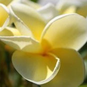 Foto von Vanda Plant
