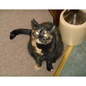 Candy Kratzer Wenzel's photo