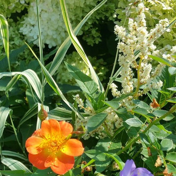 perennial gardens