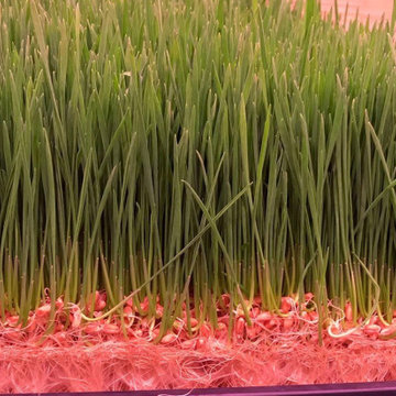 Chanvra Grow - Hemp Grow Mats