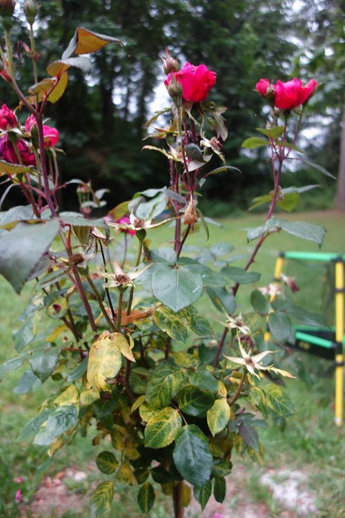 Roses dying or .. ? Help!