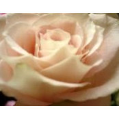 Rose Stewart's photo