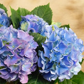 Angela Makle's photo