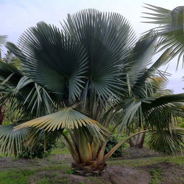 Our Trees