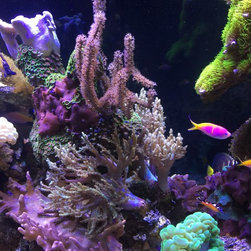 200 gallon reef - Products