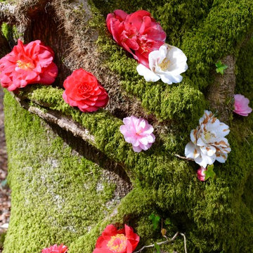 Composition improvisée de fleurs de camélia