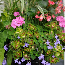 Summer Containers