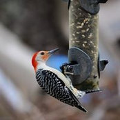 Foto de Lori Schopen